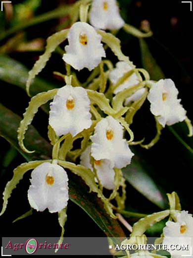 Orquídeas - Trichopilia fragrans